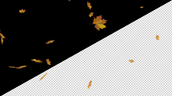Falling Maple Leaves 