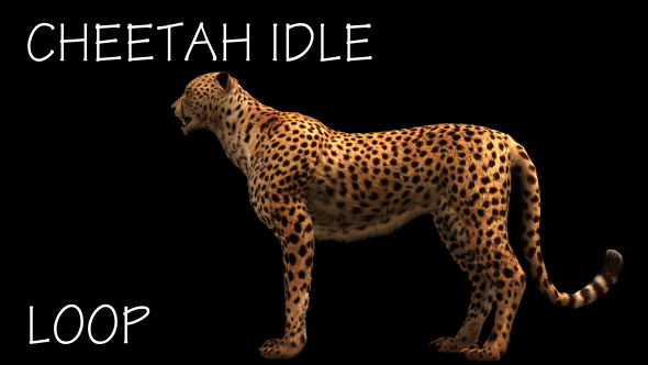 Cheetah Idle