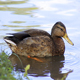 Wild Duck Swims In the Pond - VideoHive Item for Sale