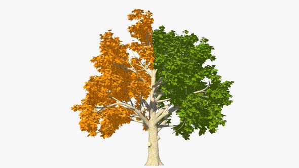 Half Yellow And Half Green Tree alt