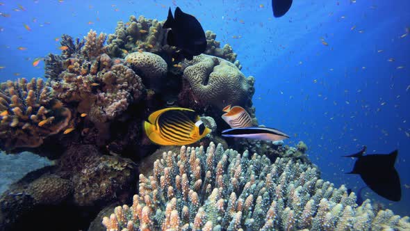 Tropical Colourful Underwater Seascape