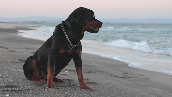 Rottweiler Dog Sits on the Beach Against the Backdrop of the Sea