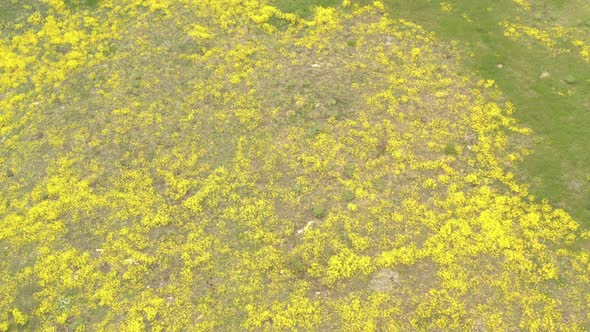 Hills with wild Golden-tuft madwort Alyssum Aurinia saxatilis flower 4K drone footage