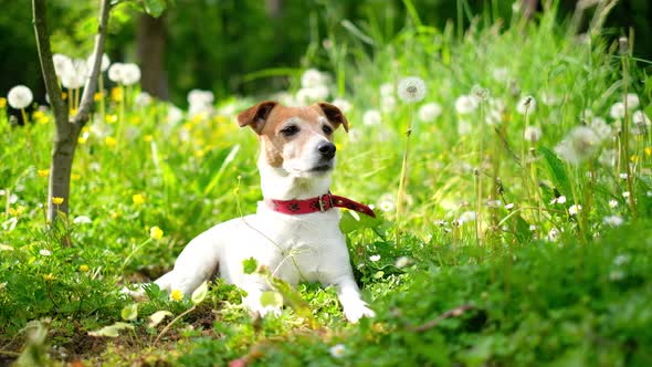 Jack Russel Terrier on Green Field