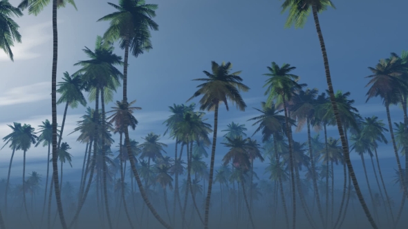 Mysterious Foggy Palm Forest
