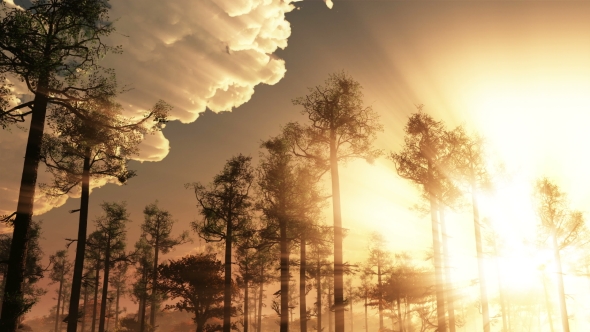 Sunrays Shining Through The Trees alt