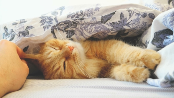 Cute Ginger Cat Lying In Bed Under a Blanket. Fluffy Pet Comfortably Settled To Sleep