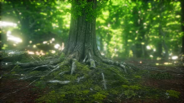 Sun Light in the Green Forest