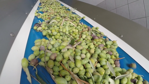 Conveyor Belt With Ripe Olives On Olive Oil Factory