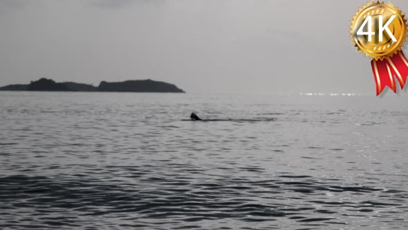 Silhouette of a Professional Swimmer Swimming