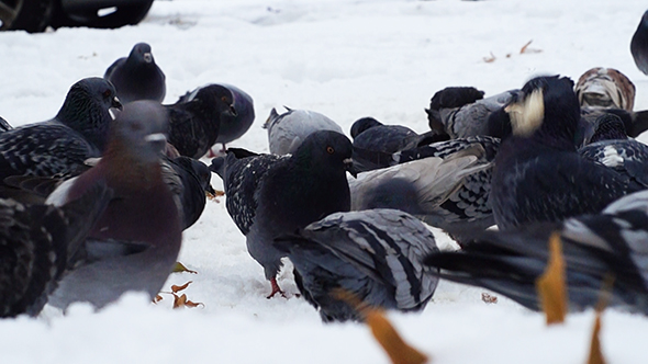 Pigeons Feeding on Snow