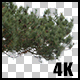 Real Black Pine Tree Branch with Alpha Channel - VideoHive Item for Sale