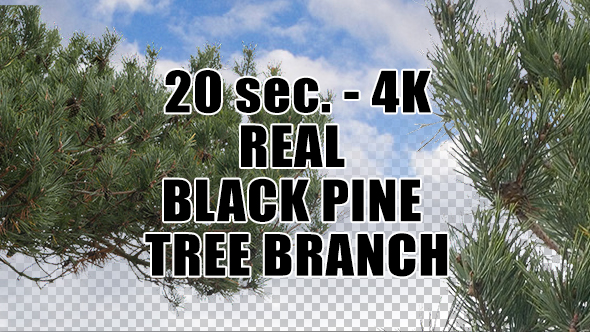 Real Black Pine Tree Branch with Alpha Channel
