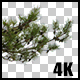 Real Black Pine Tree Close Up Branch with Alpha Channel - VideoHive Item for Sale