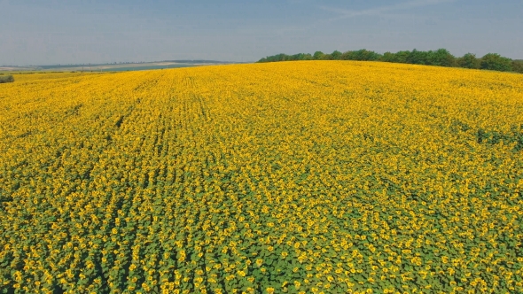 Aerial Shot Landscape With Sunflower