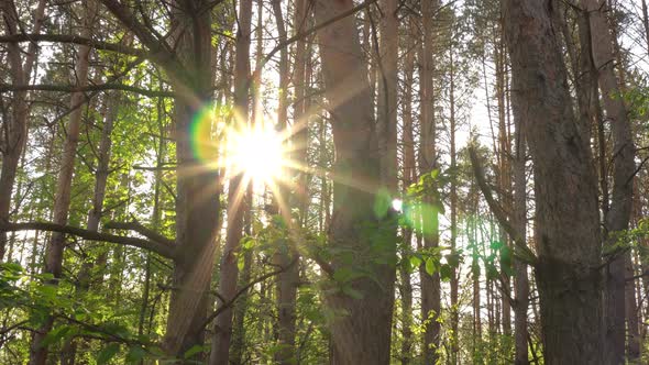 Sunny Ray in the Woods