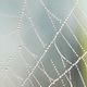 Morning Dew on a Spider Web - VideoHive Item for Sale