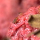 Midge Crawling on Rotten Strawberry - VideoHive Item for Sale