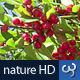 Nature HD | Red Berries II - VideoHive Item for Sale