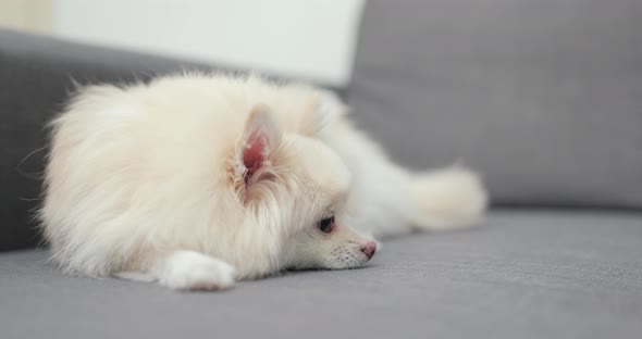 Pomeranian dog sleeping on sofa