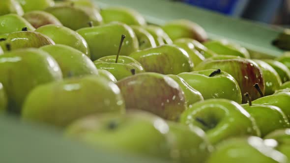 Wet Green Apples on a Conveyor Belt