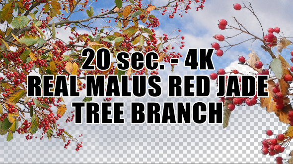 Real Malus Red Jade Tree Branch with Alpha Channel
