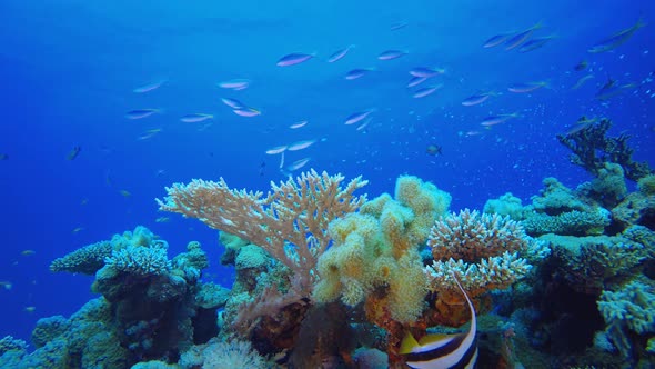 Tropical Coral Reef Seascape