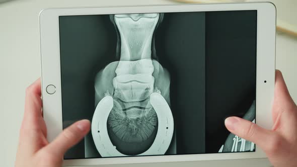 Doctor Veterinarian Examining Horse Hoof Skeleton Roentgen Closeup