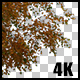 Real Birch Autumn Tree with Alpha Channel - VideoHive Item for Sale
