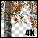 Real Birch Autumn Tree Branch with Alpha Channel - VideoHive Item for Sale