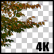 Real Beech Autumn Tree Branch with Alpha Channel - VideoHive Item for Sale