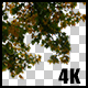 Real Oak Autumn Tree with Alpha Channel - VideoHive Item for Sale