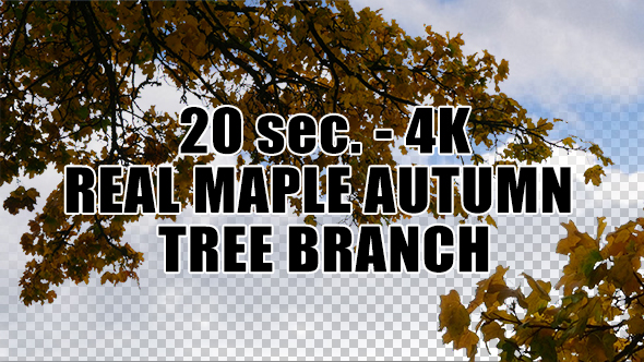 Real Maple Autumn Tree Branch with Alpha Channel