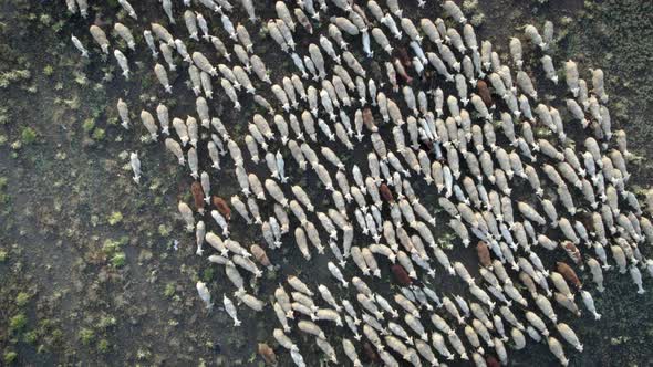 Group of lamb and sheeps bird eye view