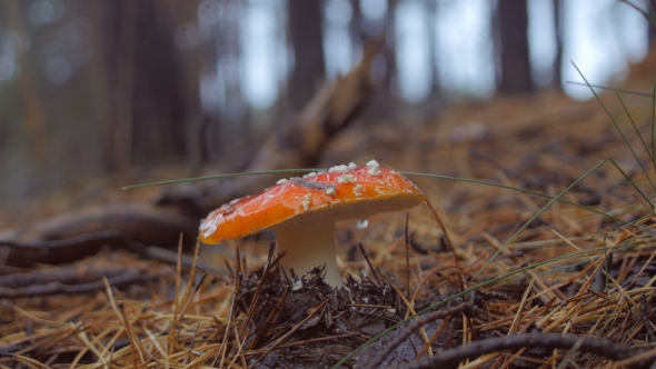 Hand Picks a Fly Agaric Mushroom In The Forest