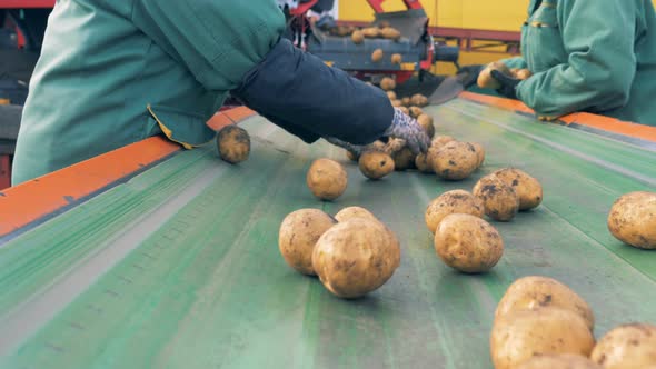 Two Workers Sort Potatoes on a Factory Conveyor, Close Up.