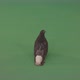 Funny Modern Bird Doves Walk Around The City In Search Of Food Isolated In Green Screen Studio - VideoHive Item for Sale