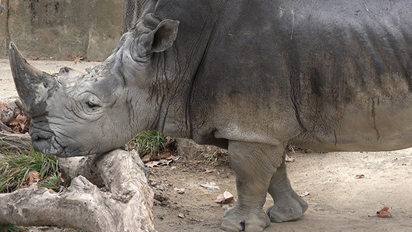 Southern White Rhinoceros (Ceratotherium Simum Simum) 03