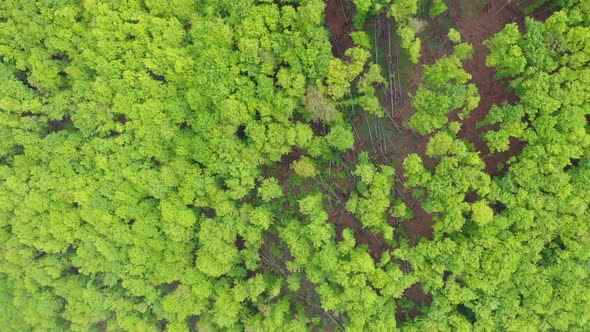 Flying Above a Green Beech Tree Forest