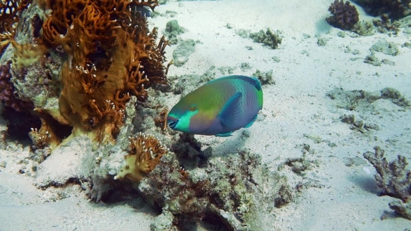 Steephead Parrotfish Chlorurus Microrhinos