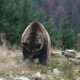 Big Brown Bear Lies On The Ground - VideoHive Item for Sale