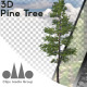 3D Photorealistic Growing Pine Tree - VideoHive Item for Sale