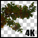 Real Oak Autumn Tree Branch with Alpha Channel - VideoHive Item for Sale