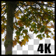 Real Maple Autumn Tree with Alpha Channel - VideoHive Item for Sale