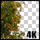 Real Maple Autumn Tree Branch with Alpha Channel - VideoHive Item for Sale