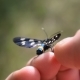 Nine-spotted Moth Butterfly On Human Hand - VideoHive Item for Sale