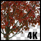 Real Acer Autumn Tree with Alpha Channel - VideoHive Item for Sale