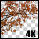 Real Cherry Autumn Tree Branch with Alpha Channel - VideoHive Item for Sale