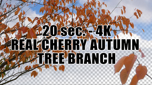 Real Cherry Autumn Tree Branch with Alpha Channel