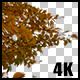 Real Beech Autumn Tree Close Up Branch with Alpha Channel - VideoHive Item for Sale